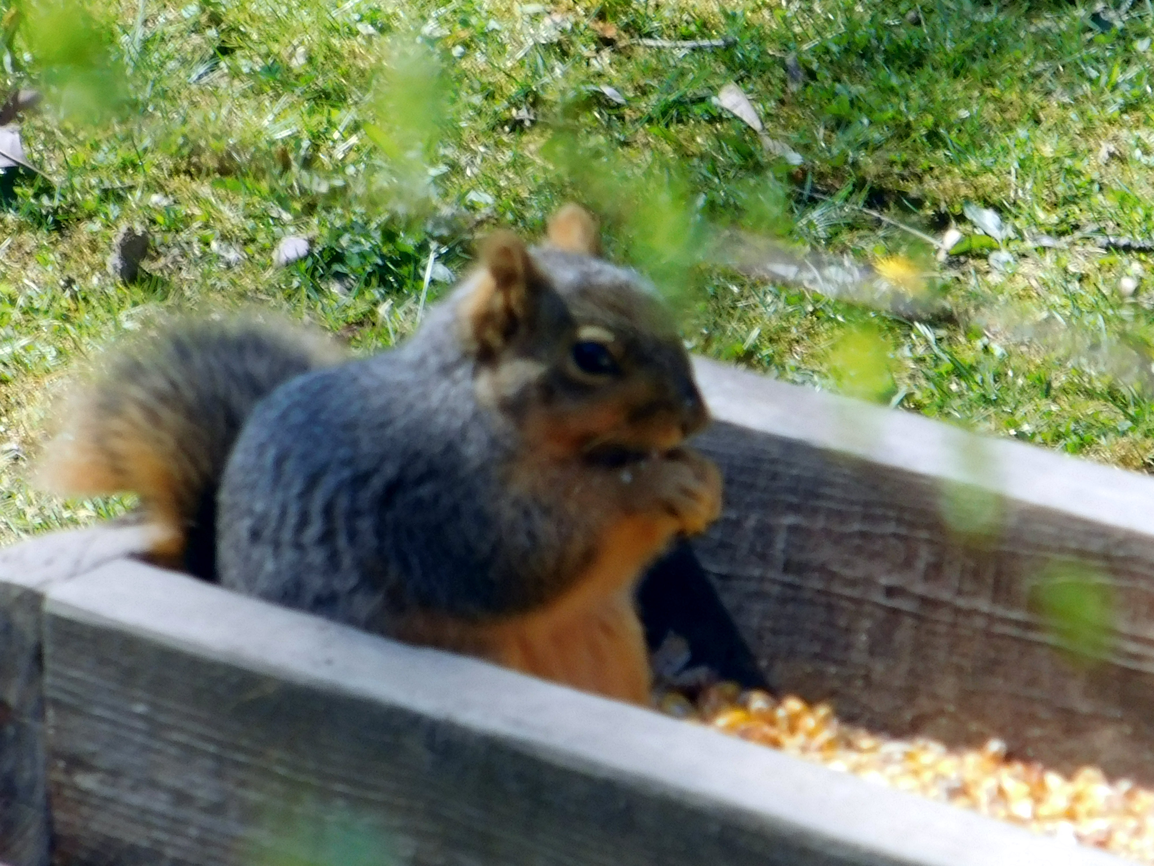 A Fat Squirrel 103